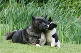 AKITA AMERICAIN 501